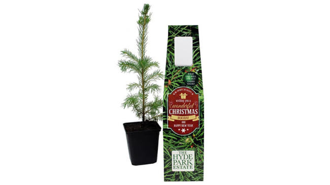 Mini Christmas Trees Packaging